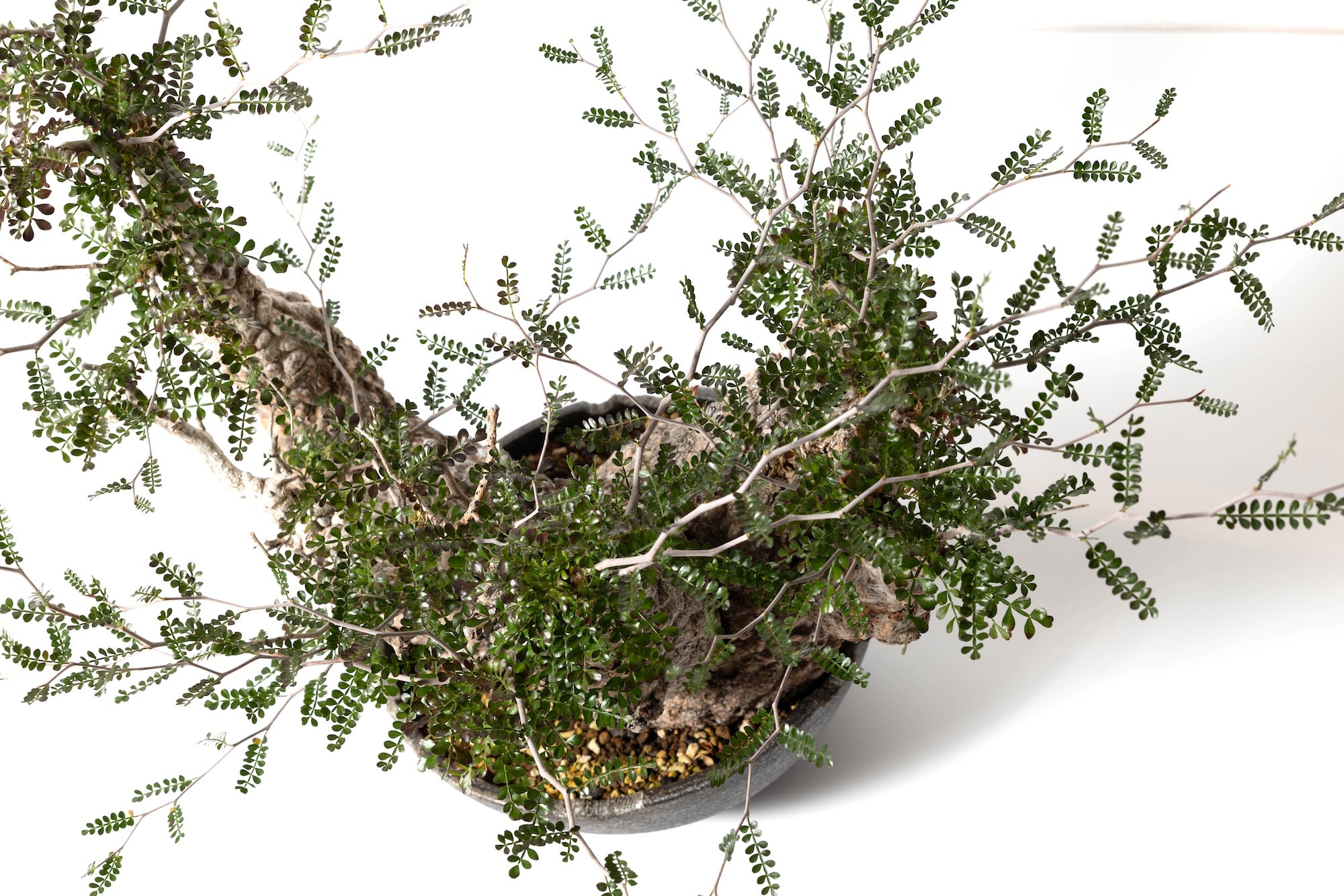 #1 発根済 オペルクリカリア・パキプス Operculicarya pachypus