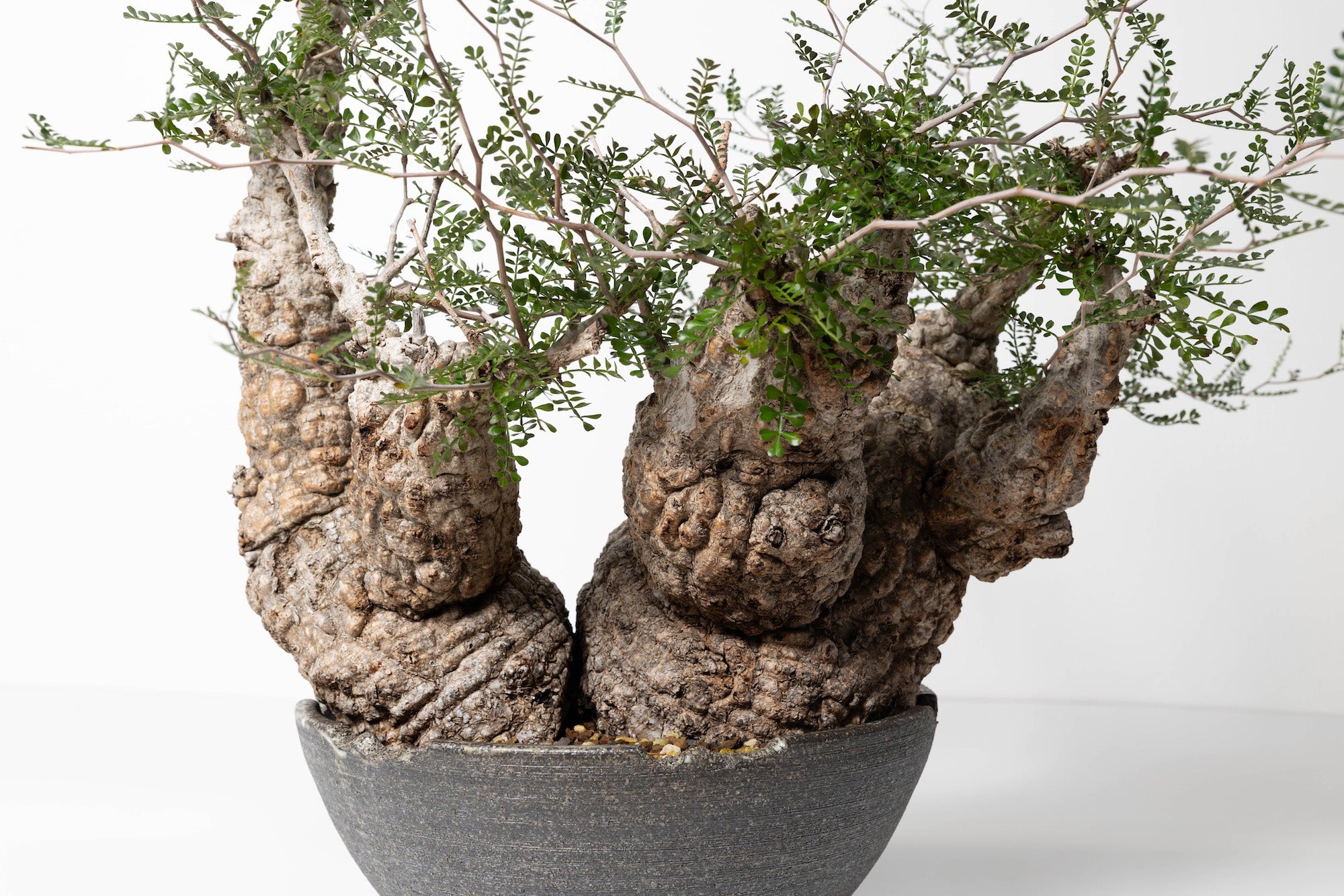 #1 発根済 オペルクリカリア・パキプス Operculicarya pachypus