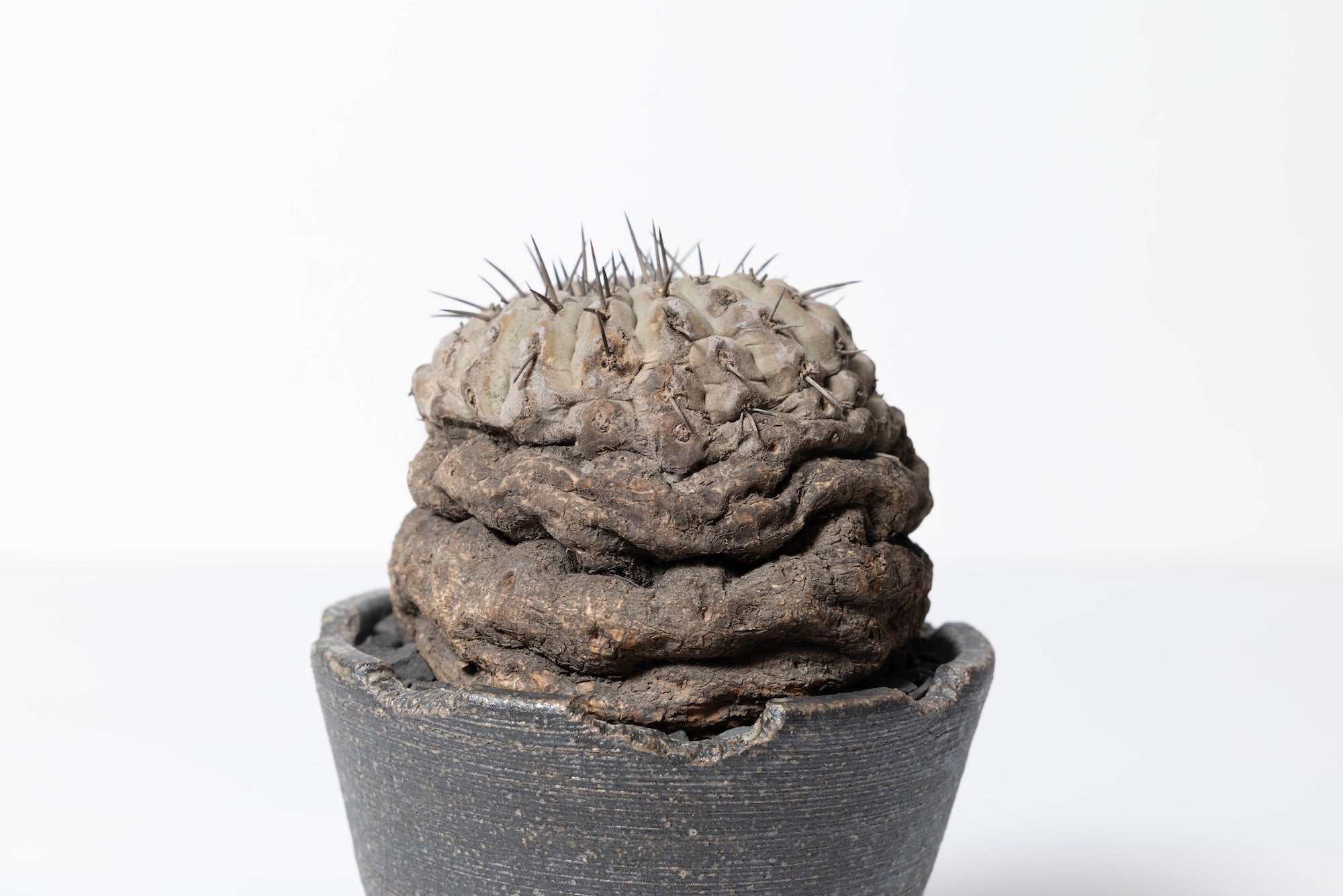 #2 発根済 コピアポア・シネレア 黒王丸 Copiapoa cinerea