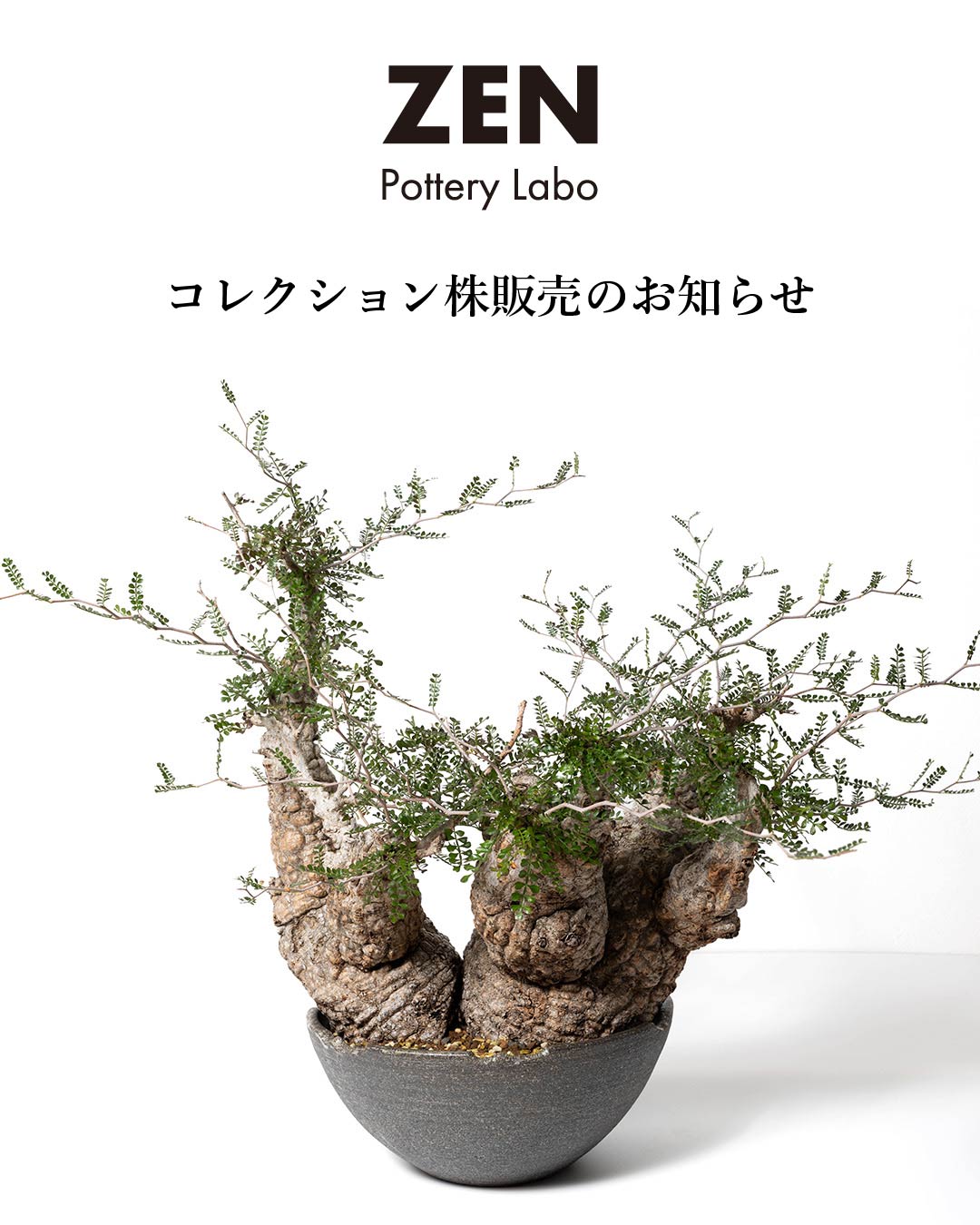 コレクション株販売のお知らせ