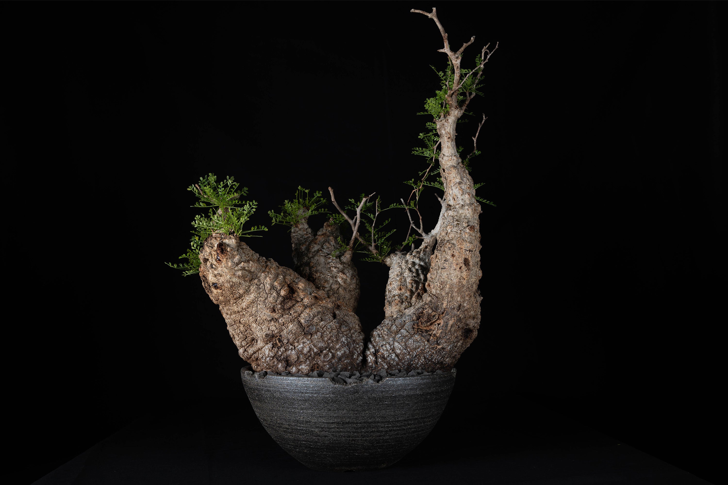 BOTANIZE × 然ZEN 植木鉢 BOTANIZE × 然ZEN 植木鉢