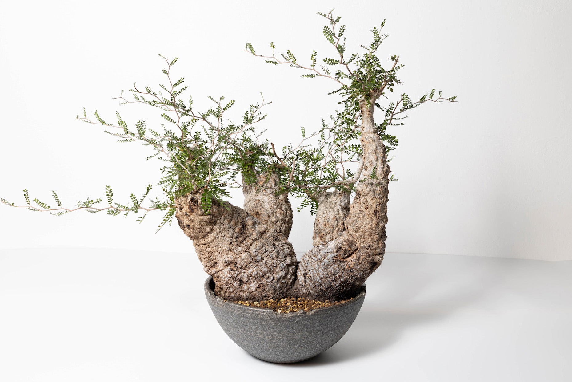 #1 発根済 オペルクリカリア・パキプス Operculicarya pachypus