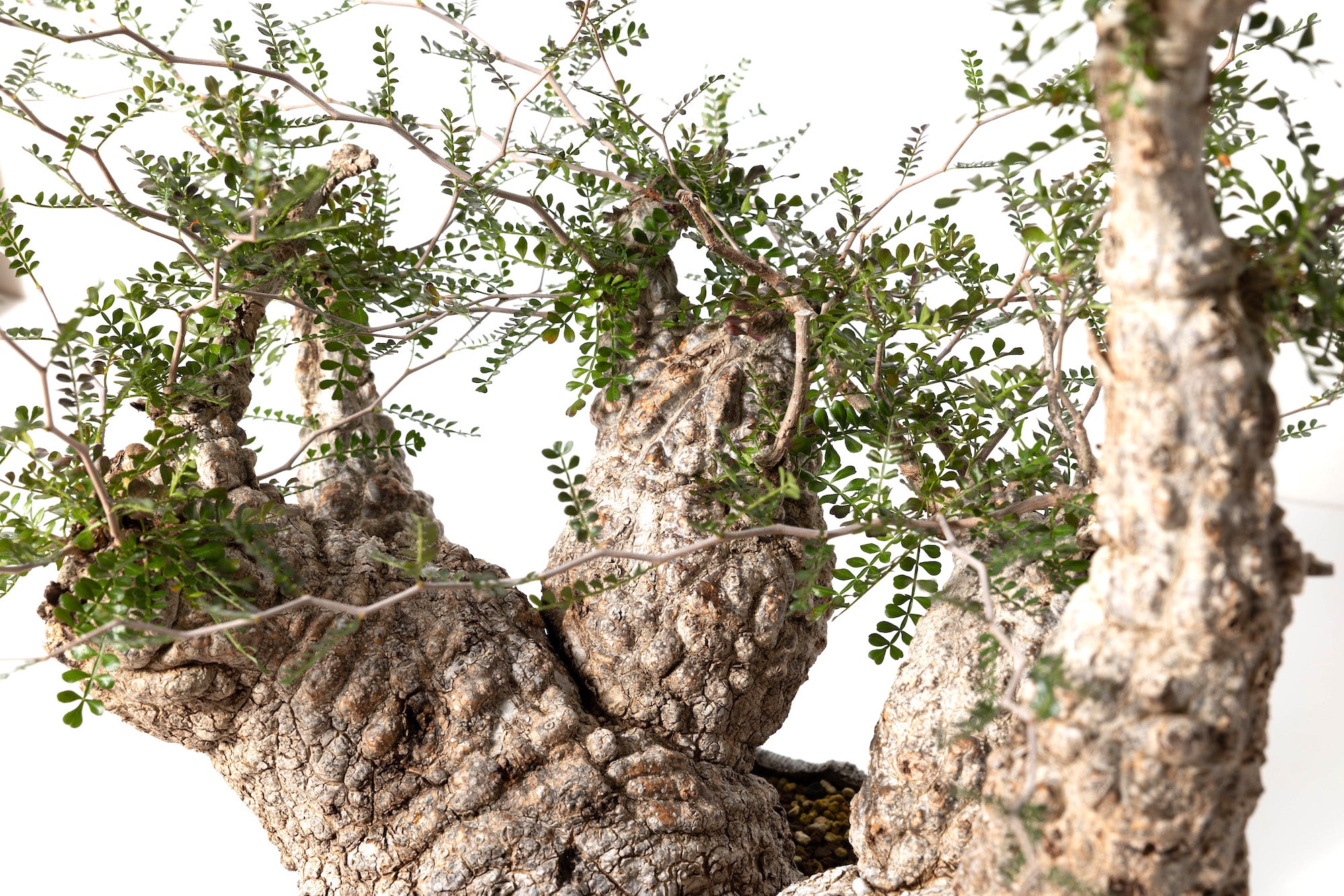 #1 発根済 オペルクリカリア・パキプス Operculicarya pachypus