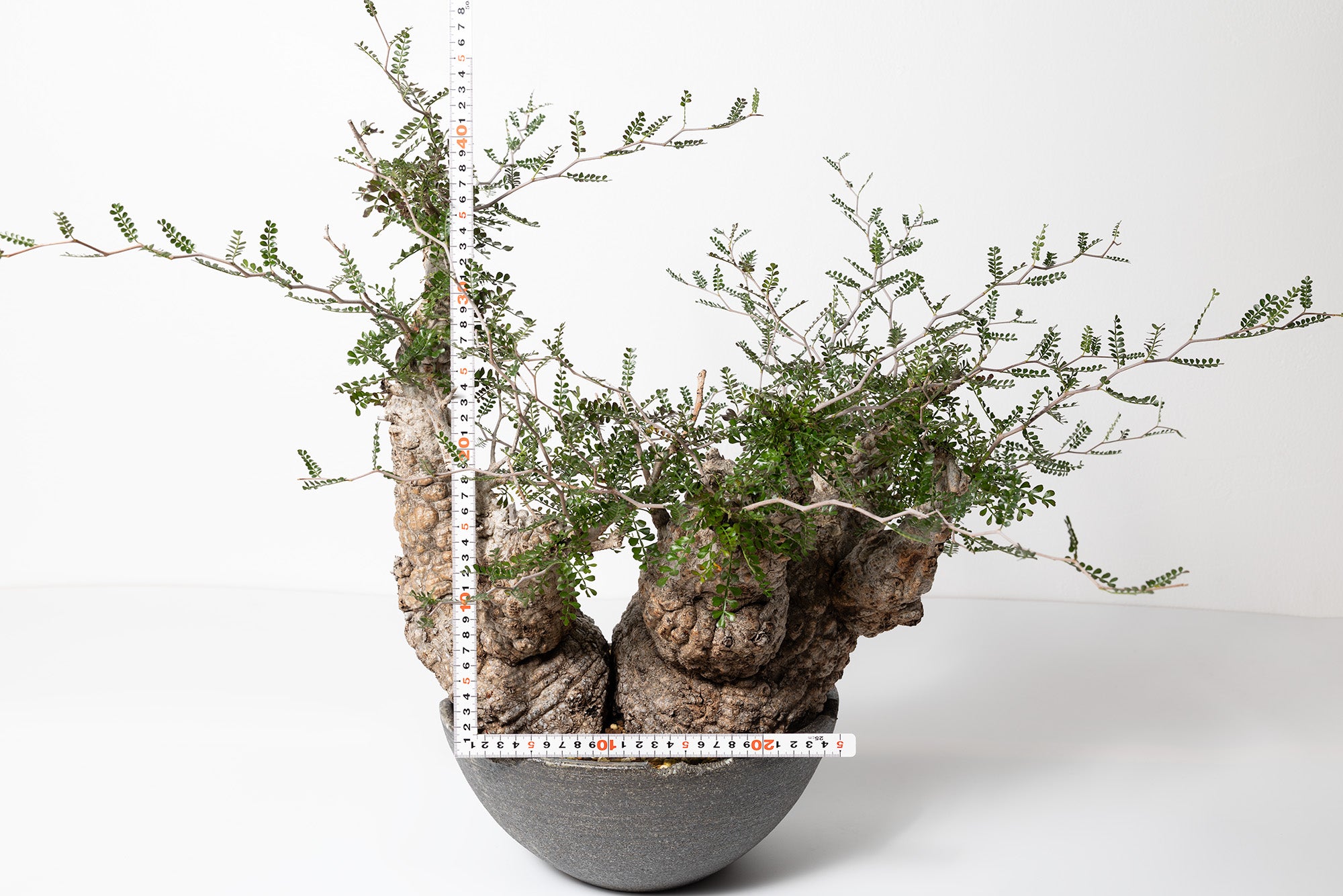 #1 発根済 オペルクリカリア・パキプス Operculicarya pachypus