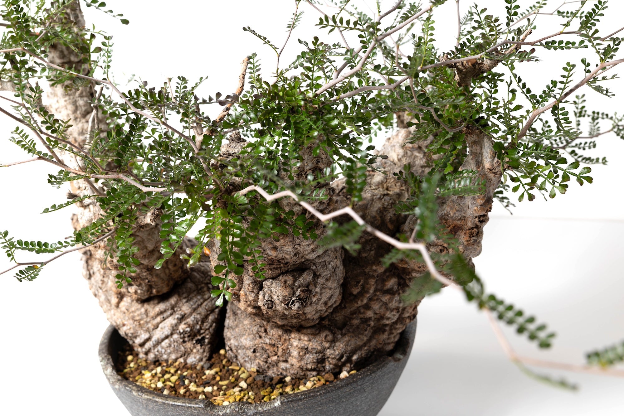 #1 発根済 オペルクリカリア・パキプス Operculicarya pachypus