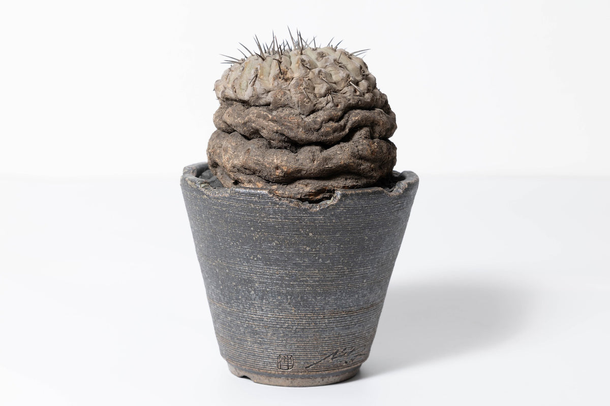 2 発根済 コピアポア・シネレア 黒王丸 Copiapoa cinerea