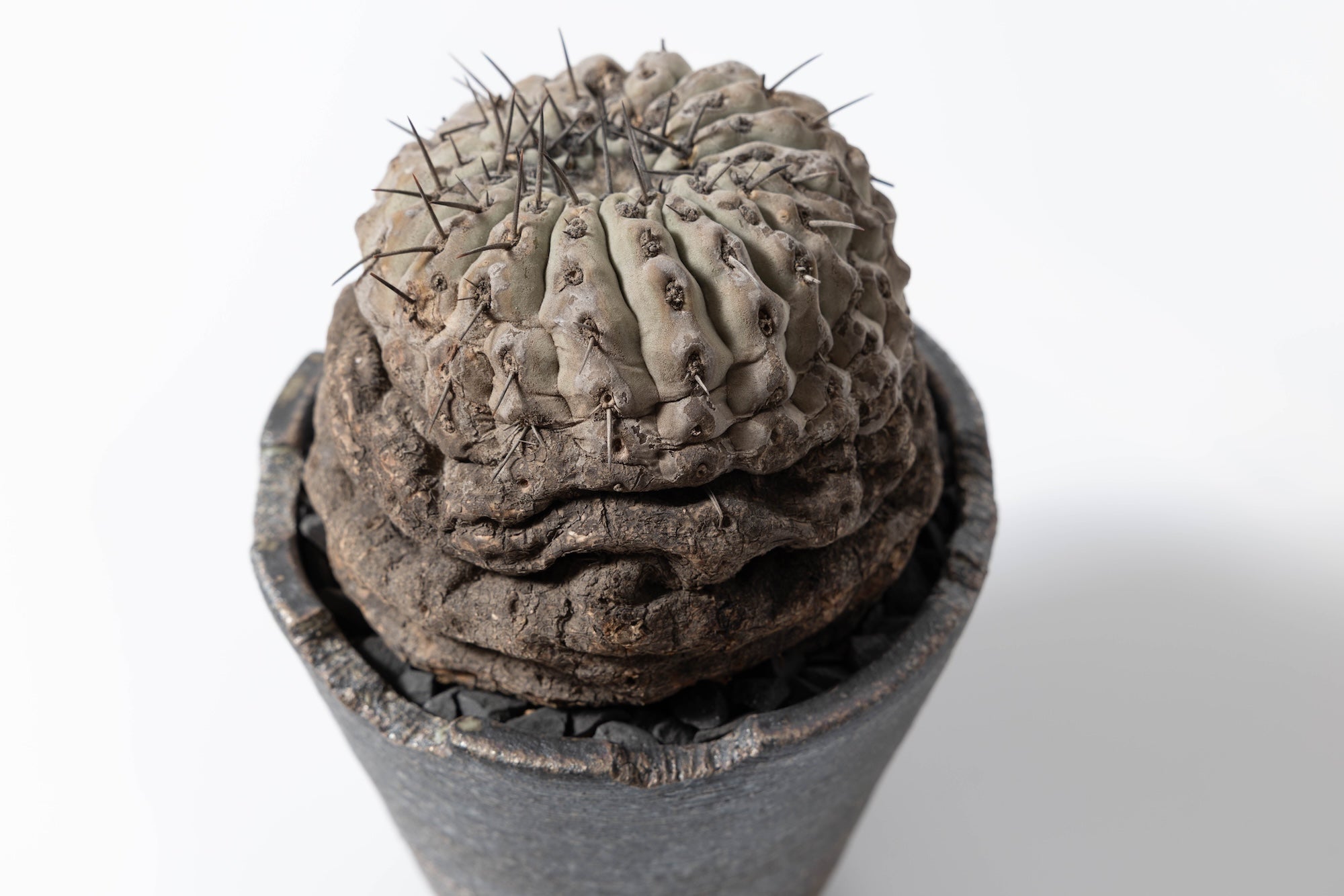 2 発根済 コピアポア・シネレア 黒王丸 Copiapoa cinerea