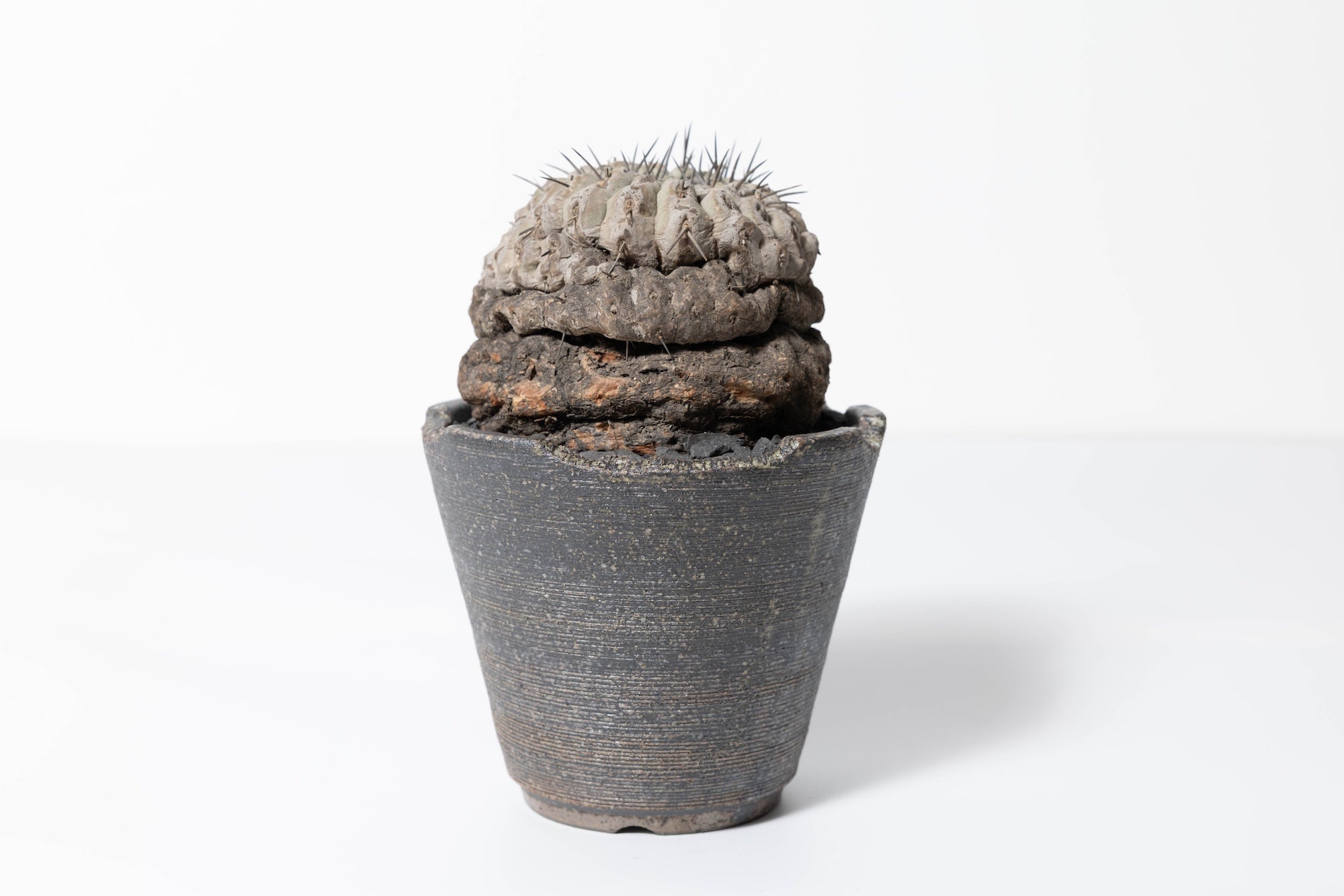 黒王丸 コピアポア シネレア copiapoa cinerea 継おろし発根済 2 発根済 コピアポア・シネレア 黒王丸 Copiapoa cinerea