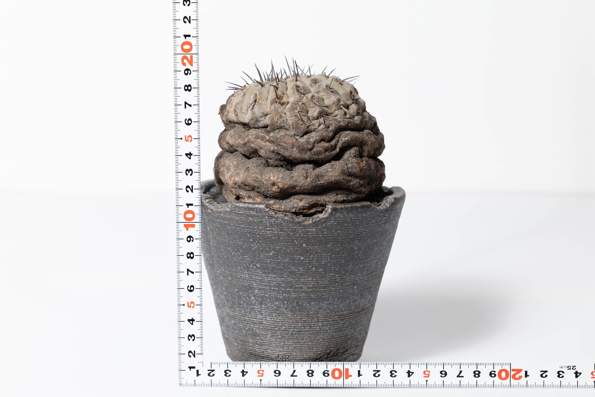 2 発根済 コピアポア・シネレア 黒王丸 Copiapoa cinerea