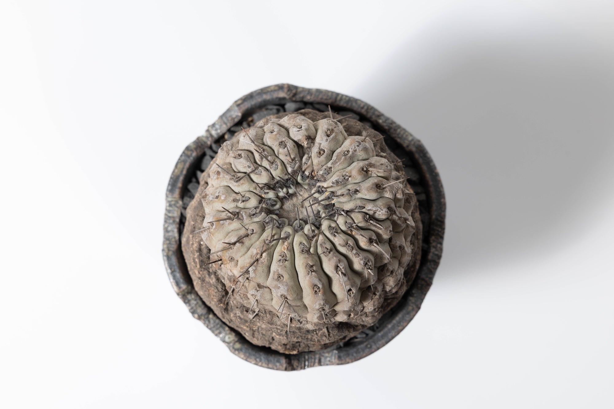2 発根済 コピアポア・シネレア 黒王丸 Copiapoa cinerea