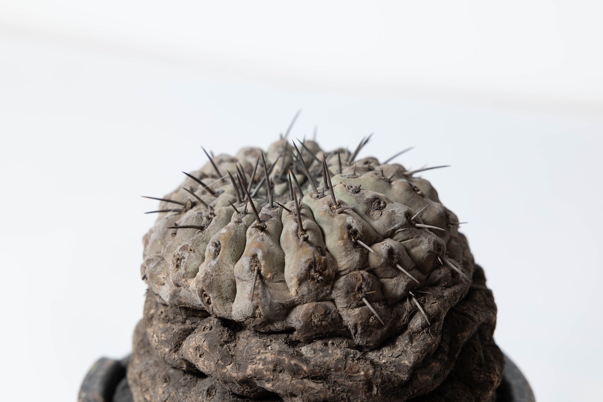 2 発根済 コピアポア・シネレア 黒王丸 Copiapoa cinerea