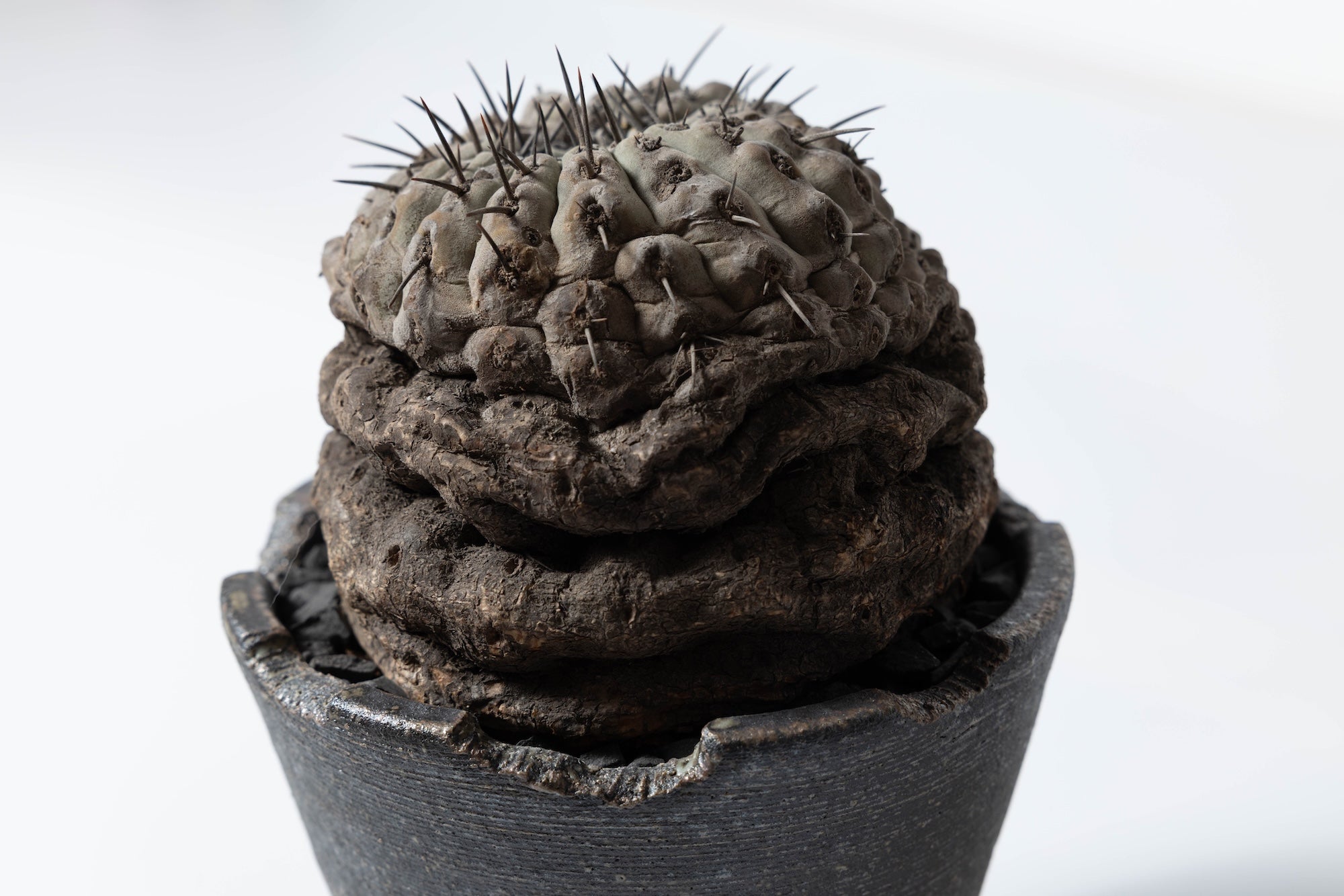 2 発根済 コピアポア・シネレア 黒王丸 Copiapoa cinerea