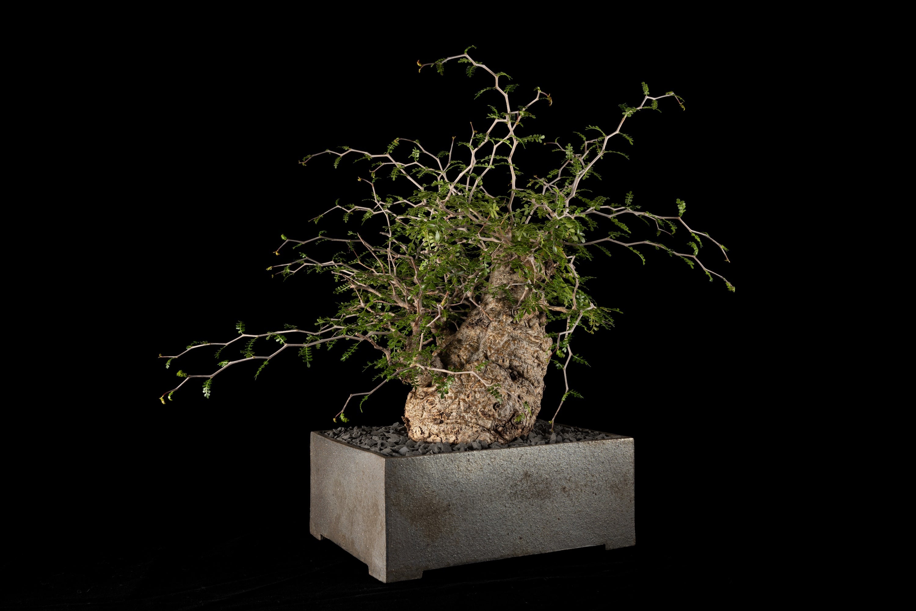 ZEN Pottery Labo | ONLINE STORE