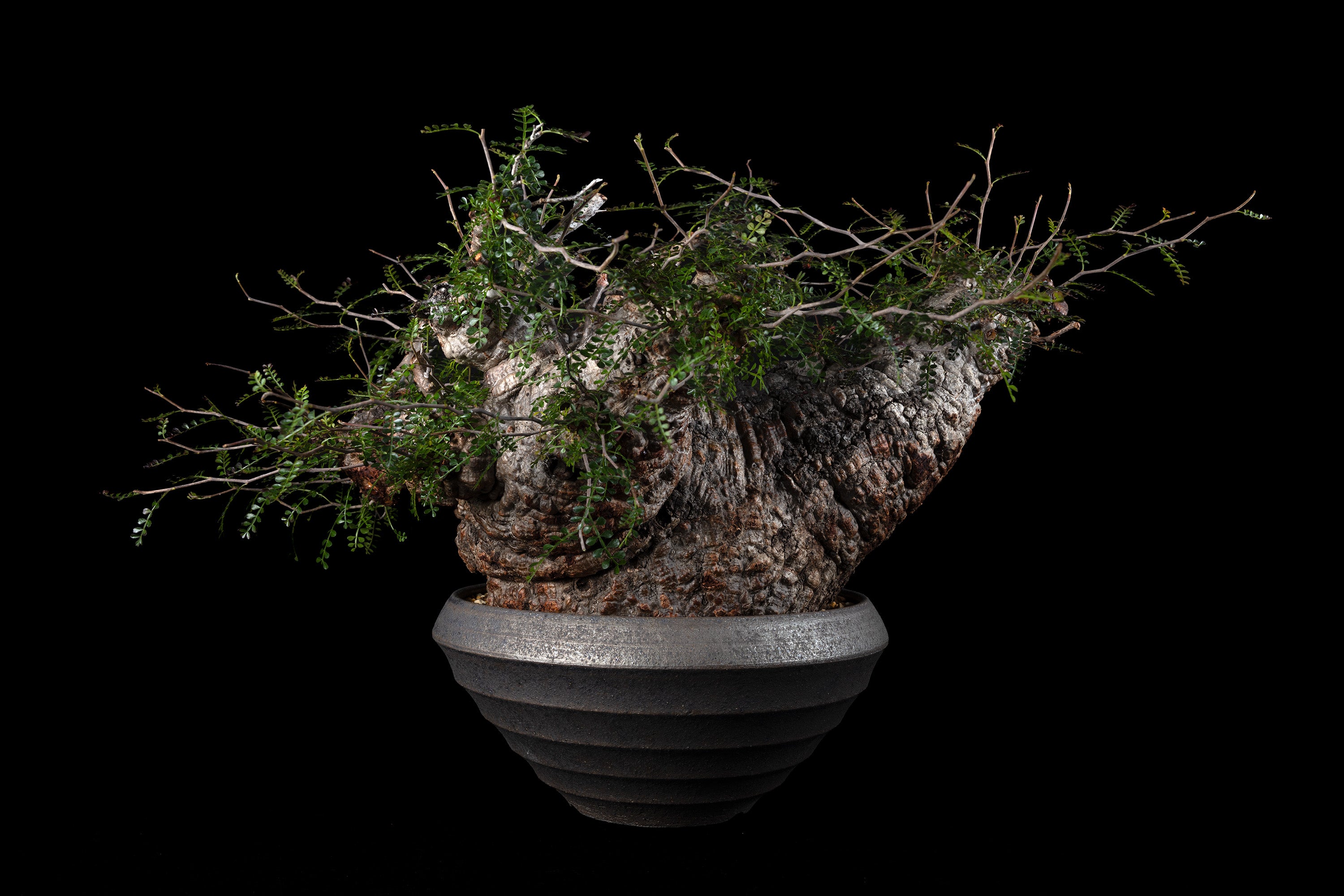 ZEN Pottery Labo | ONLINE STORE