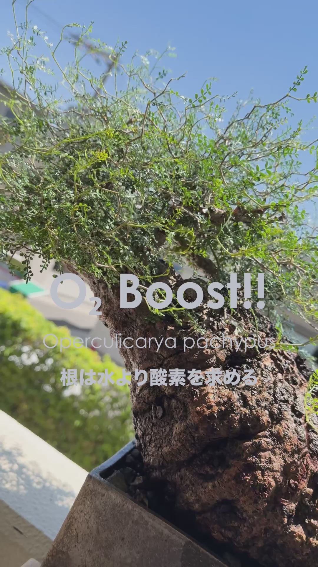 ZEN Pottery Labo | ONLINE STORE